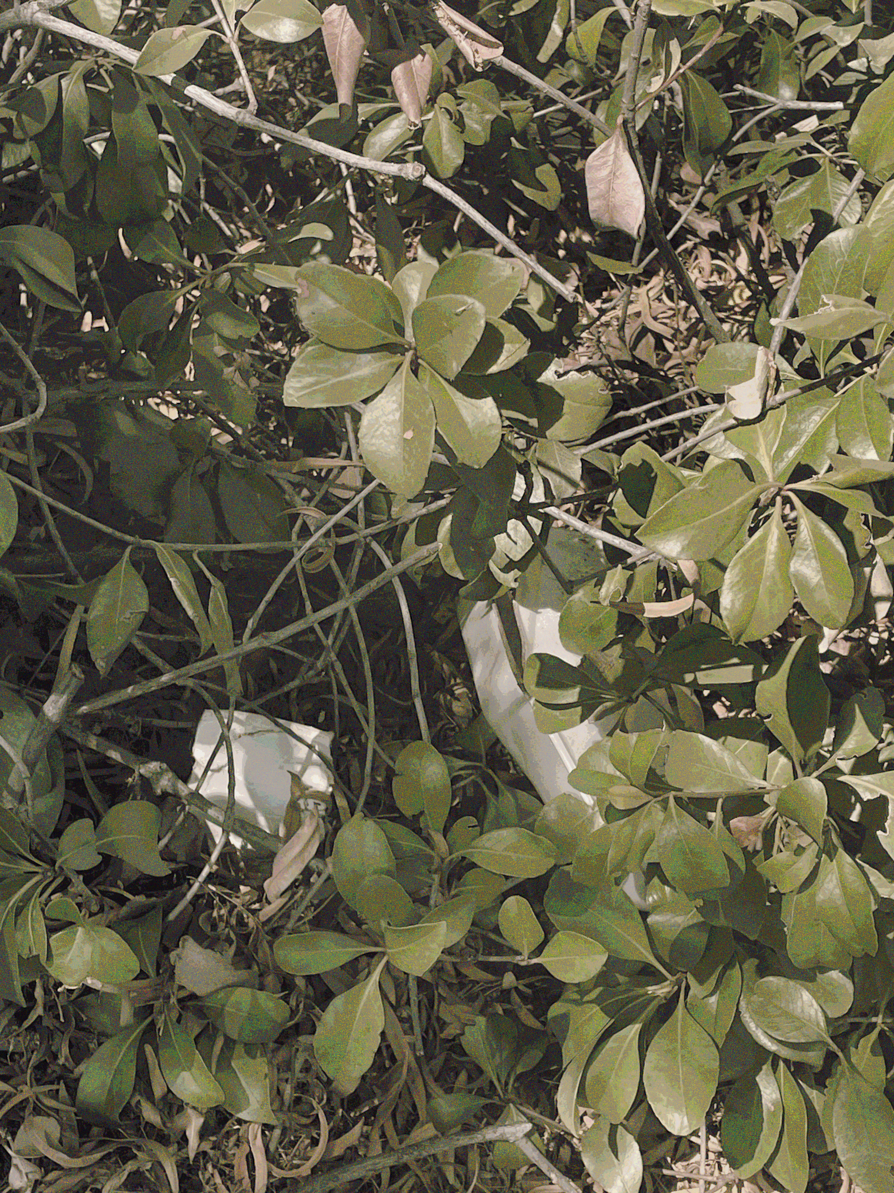 'waxy plant with take out container beneath it'