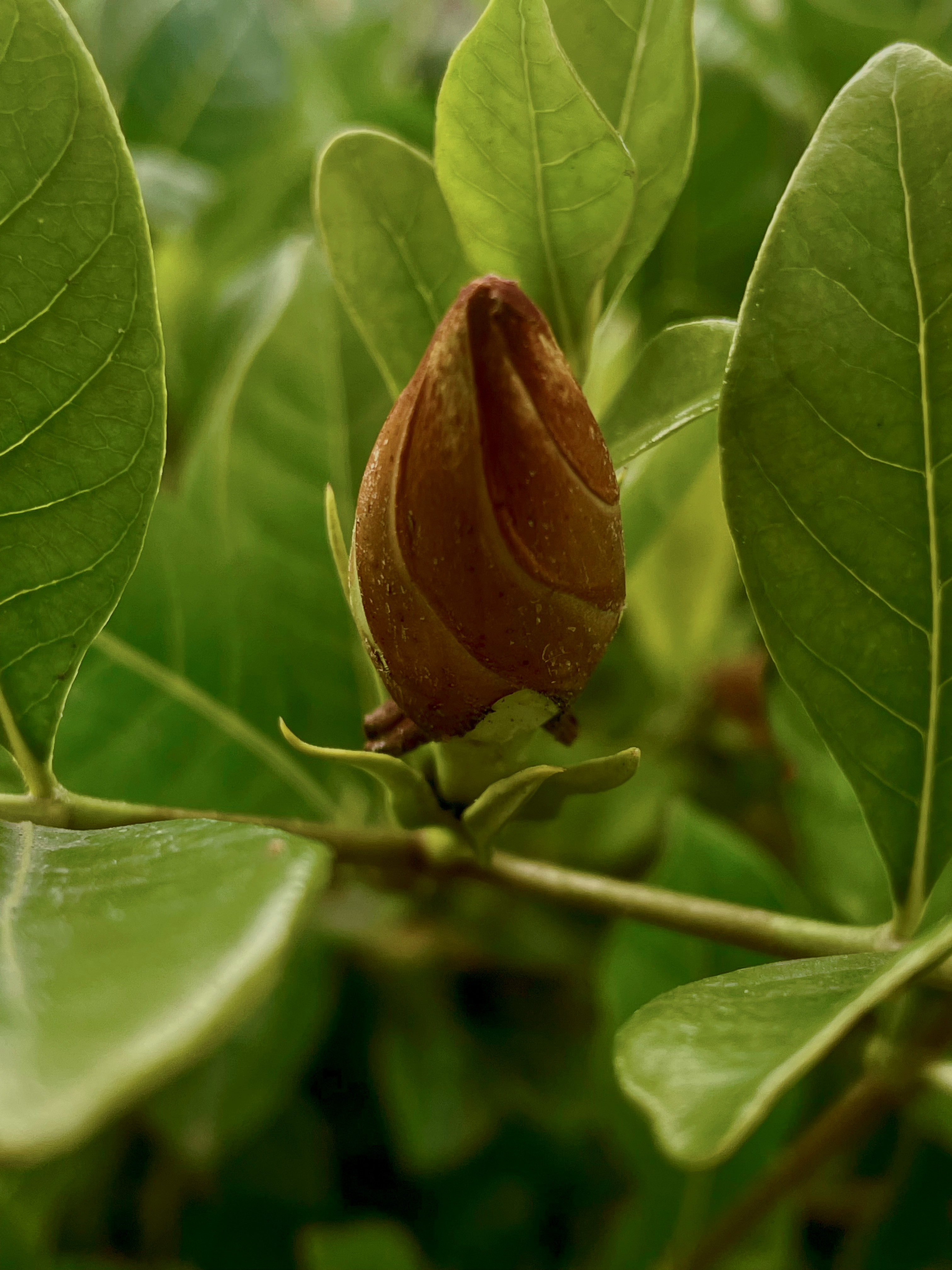 waxy plant(gardenia) focus on unbloomed flower that is brown 